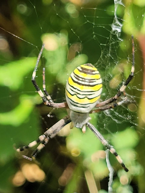Argiope bruennichi - darázspók