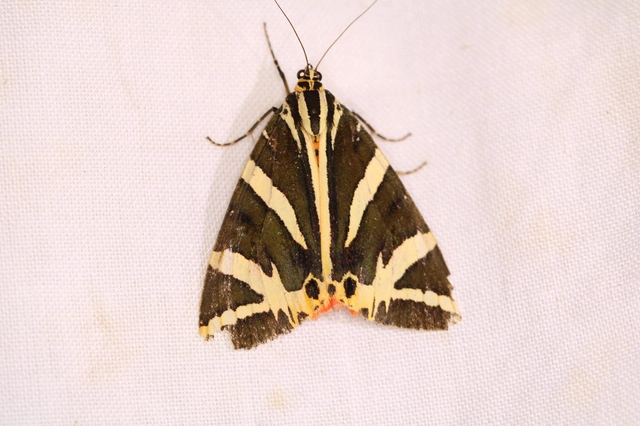 Euplagia quadripunctaria - csíkos medvelepke