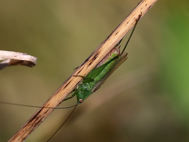 Conocephalus fuscus - kis kúpfejűszöcske