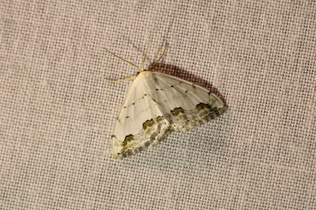 Scopula ornata - díszes fehéraraszoló