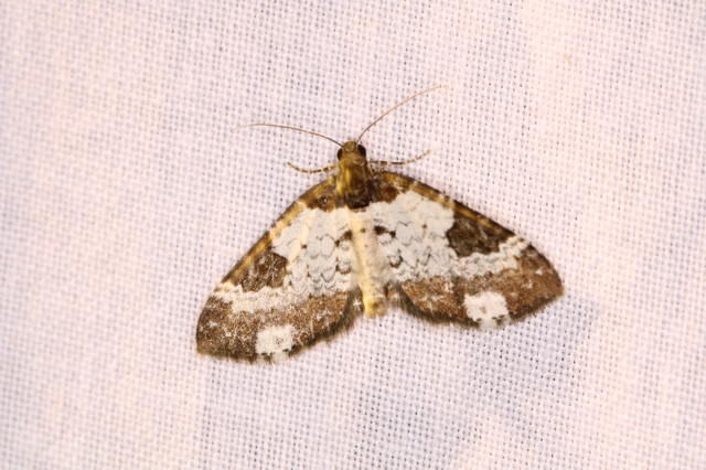 Melanthia procellata - hullámos tarkaaraszoló