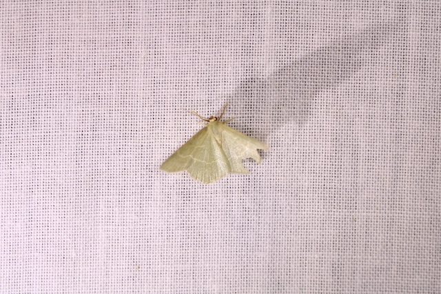 Chlorissa viridata/cloraria