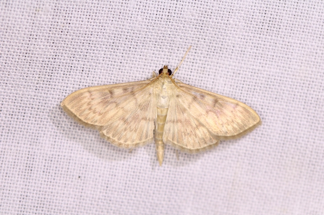 Patania ruralis - csalánevő tűzmoly