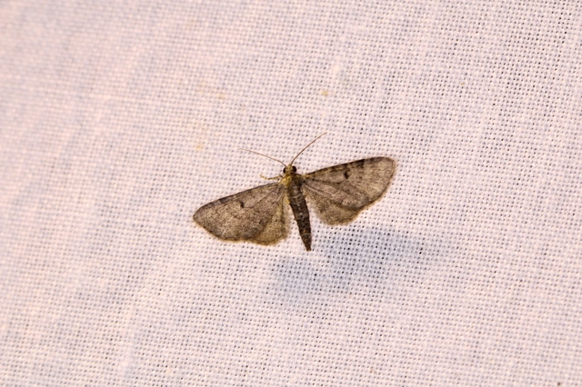 Eupithecia selinata - lápi törpearaszoló