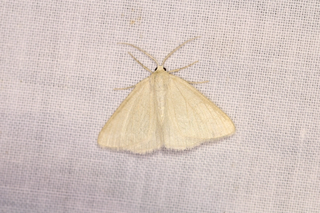 Pseudoterpna pruinata - hamvas zöldaraszoló