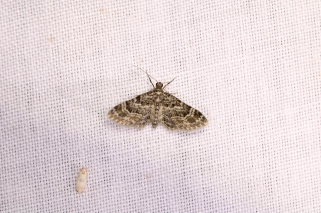 Gymnoscelis rufifasciata - vöröscsíkos törpearaszoló