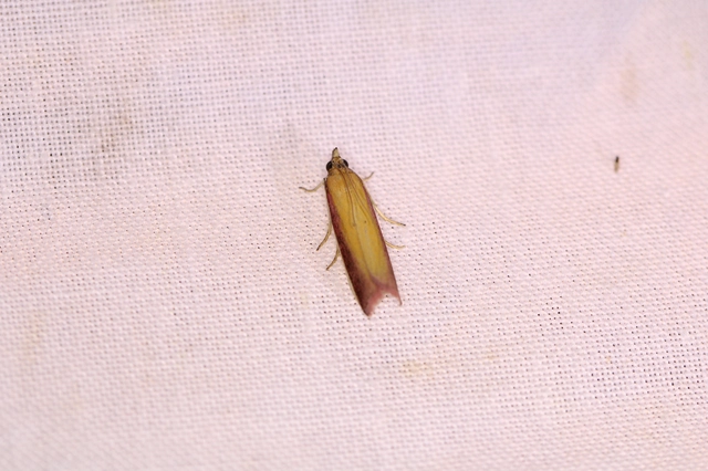 Oncocera semirubella - lucernamoly