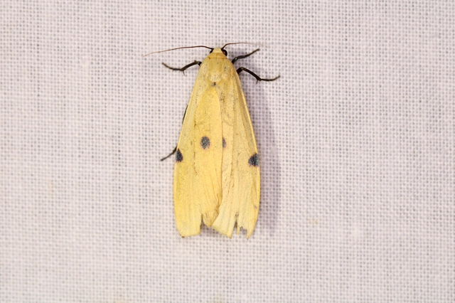 Lithosia quadra - négypettyes zuzmószövő