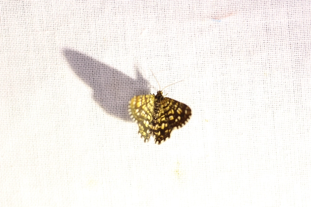 Chiasmia clathrata - rácsos rétiaraszoló