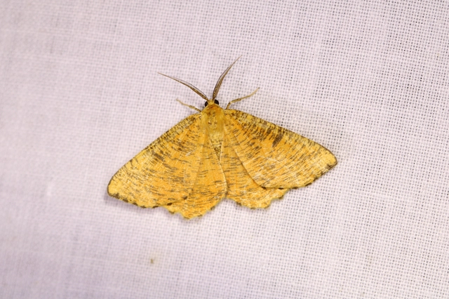Angerona prunaria - sárga kökényaraszoló