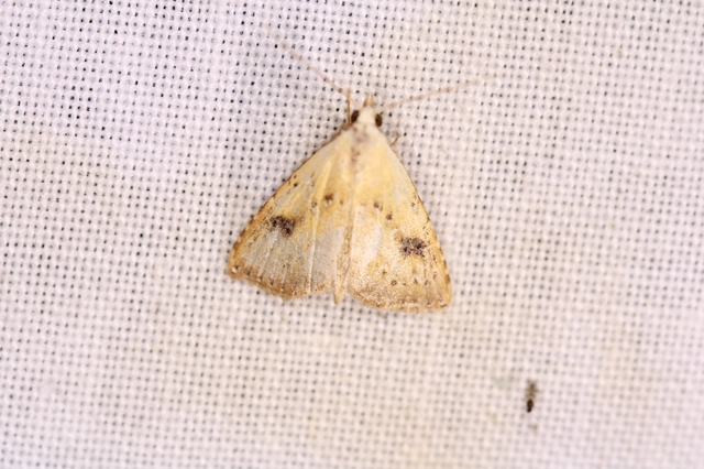 Rivula sericealis - selymes lórombagoly
