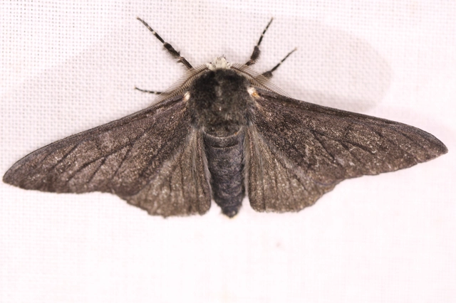 Biston betularia - szürkepettyes araszoló