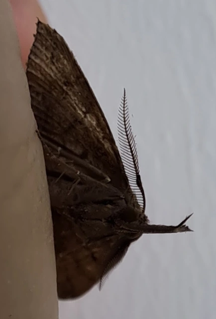 Pechipogo plumigeralis - tollascsápú karcsúbagoly