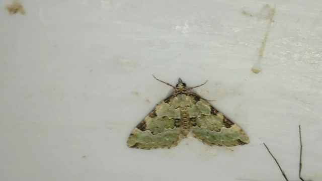 Colostygia pectinataria - zöld levélaraszoló