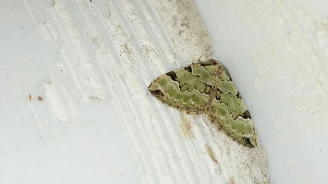 Colostygia pectinataria - zöld levélaraszoló