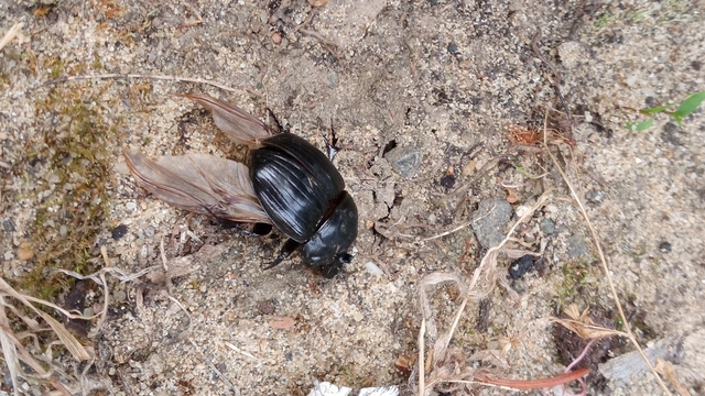Copris lunaris - közönséges holdszarvú-ganéjtúró