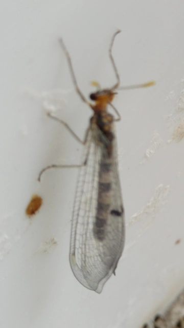 Megistopus flavicornis - kétfoltos hangyaleső