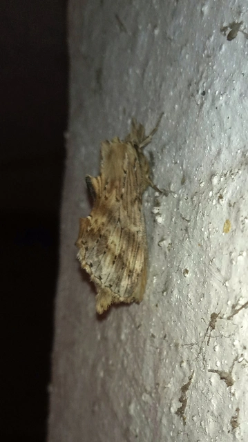 Pterostoma palpina - csőrös púposszövő
