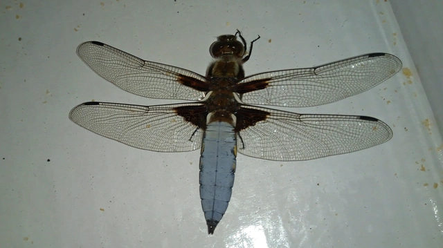 Libellula depressa - széles laposacsa