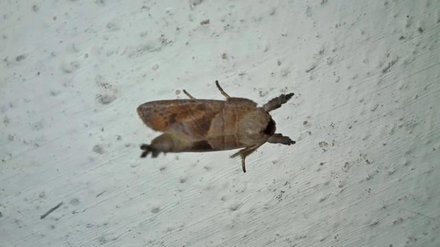 Clostera anastomosis - barna levélszövő