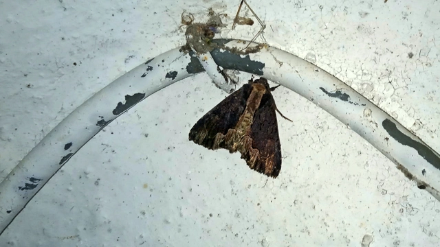Dypterygia scabriuscula - szurokbarna nyáribagoly