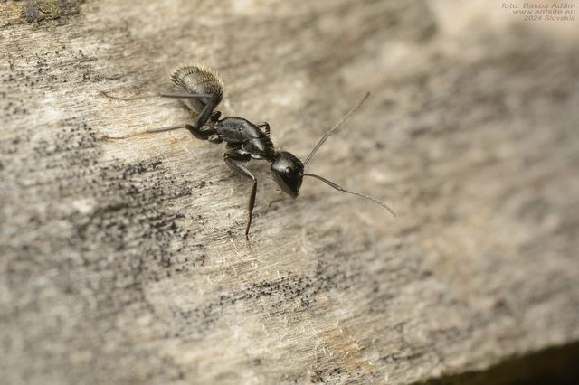 Camponotus vagus - fekete lóhangya