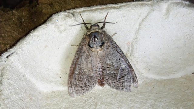 Cossus cossus - fűzfarontólepke