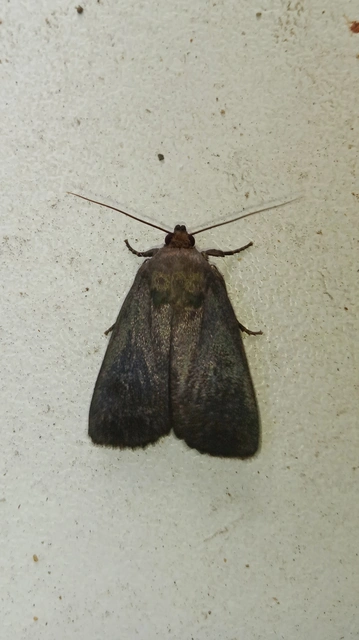 Amphipyra livida - zsírfényű bagoly
