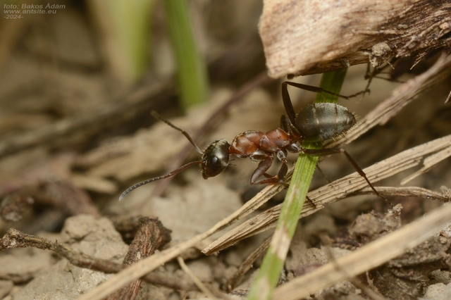 Formica rufibarbis - vörös rabszolgahangya