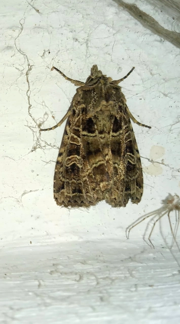 Naenia typica - hálózatos sóskabagoly