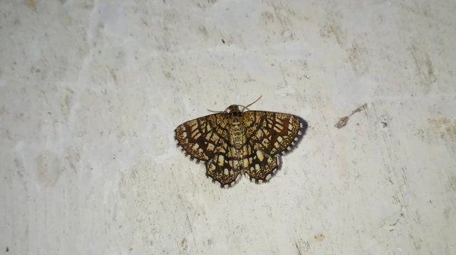 Chiasmia clathrata - rácsos rétiaraszoló