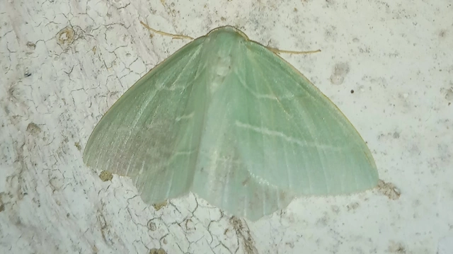 Hemistola chrysoprasaria - kékes zöldaraszoló