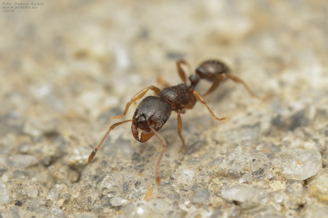 Tetramorium