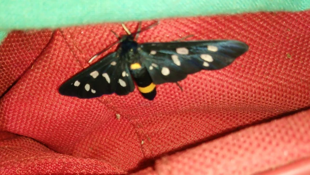 Amata phegea - fehérpettyes álcsüngőlepke