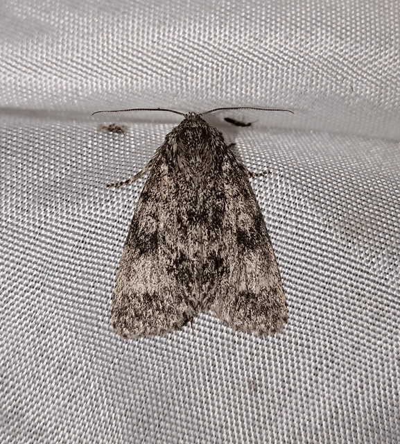 Acronicta megacephala - nagyfejű szigonyosbagoly