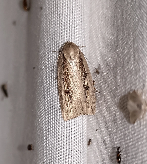 Chilodes maritima - négyfoltos nádibagoly