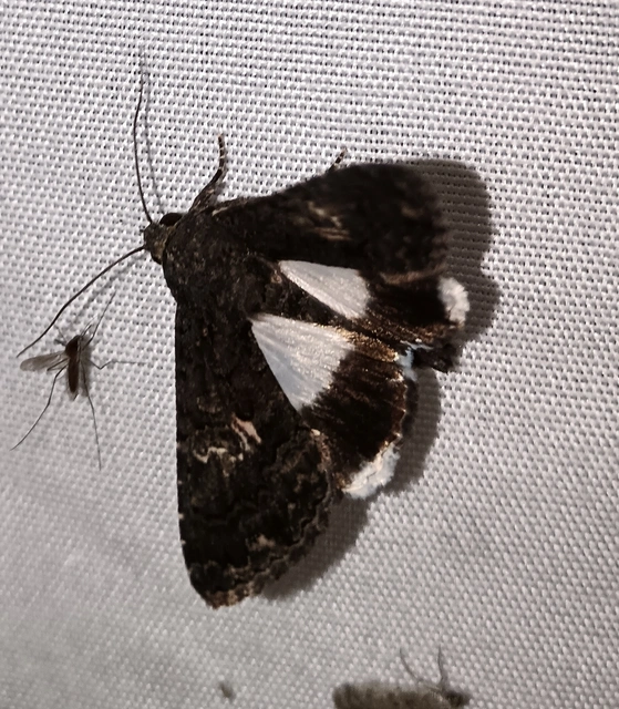 Anophia leucomelas - déli folyófűbagoly