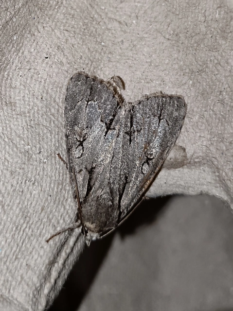 Acronicta cuspis/tridens/psi