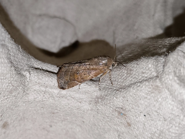 Cosmia affinis - barna lombbagoly
