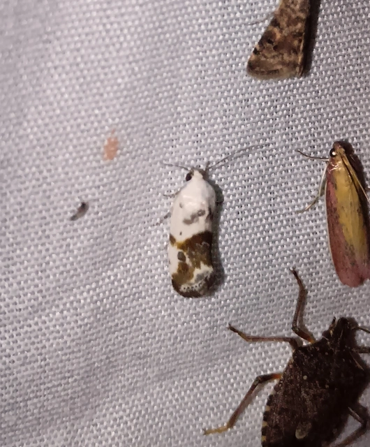 Ponometia candefacta - parlagfűbagoly