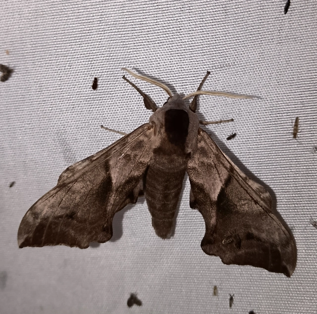 Smerinthus ocellatus - esti pávaszem
