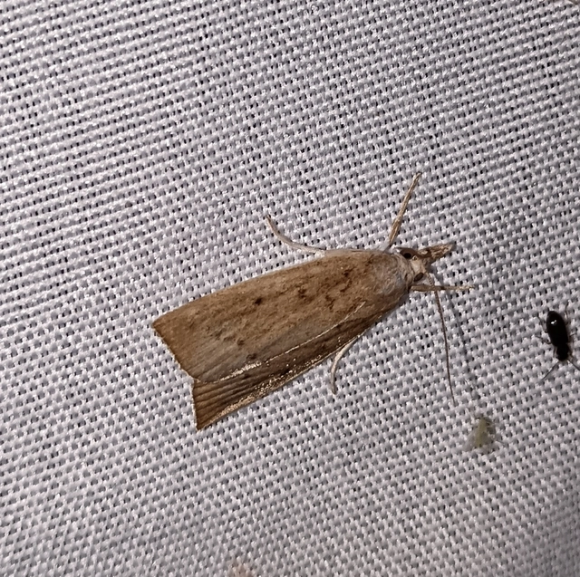 Calamotropha paludella - barna nádlevélmoly