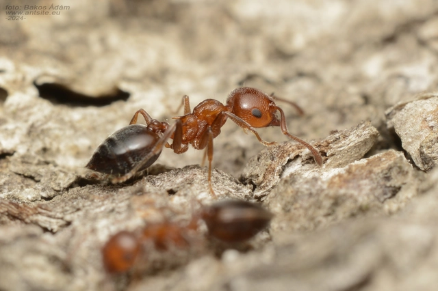 Crematogaster schmidti - vörös szívhangya