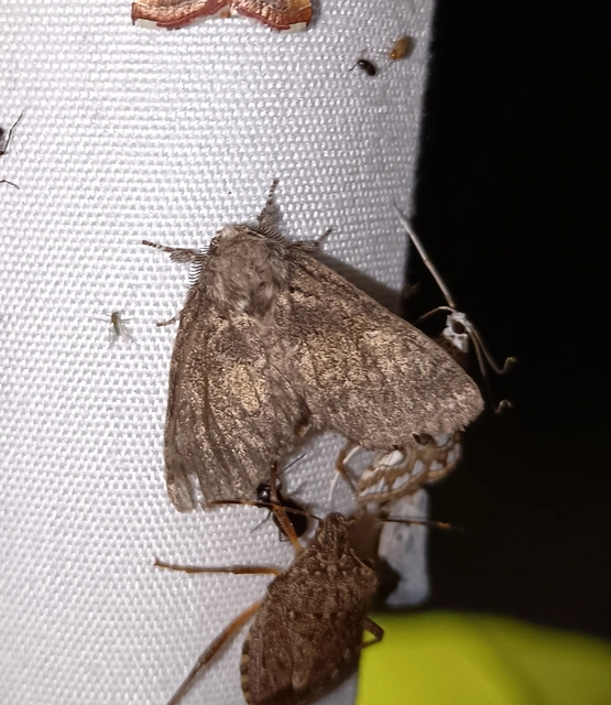 Gluphisia crenata - kormos púposszövő