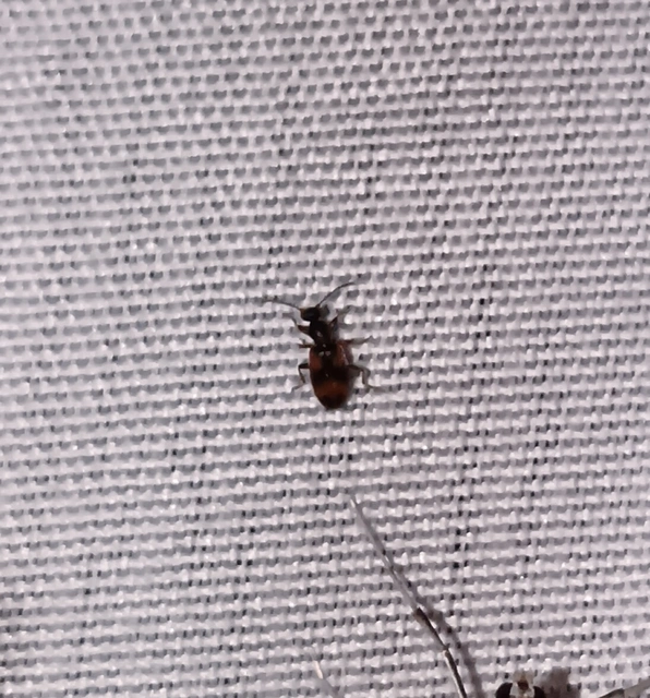 Anthicus antherinus - közönséges fürgebogár