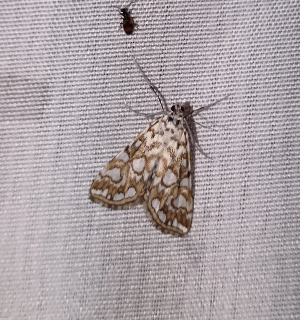 Elophila nymphaeata - tarka vízimoly