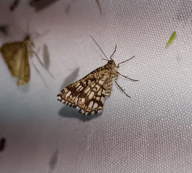 Chiasmia clathrata - rácsos rétiaraszoló