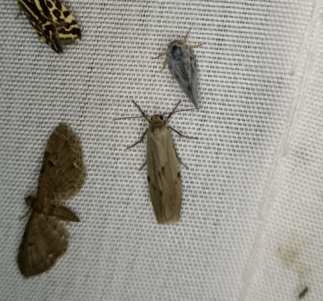 Pelosia muscerda - hamvas zuzmószövő