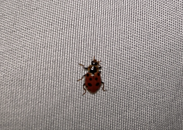 Hippodamia tredecimpunctata - mocsári katica