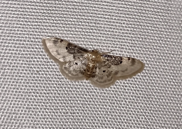 Idaea filicata - sötéttövű apróaraszoló